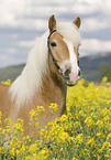 Haflinger horse