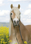 Haflinger horse