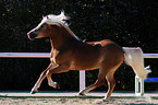 galloping Haflinger stallion