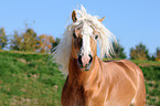 haflinger stallion portrait