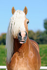 haflinger stallion portrait