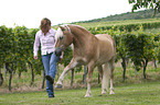 woman with Haflinger horse