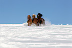 3 galloping horses