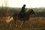 woman rides haflinger horse in sunset light