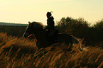 woman rides haflinger horse in sunset light