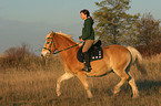 woman rides haflinger horse