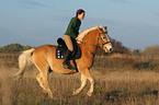 woman rides haflinger horse