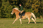 woman rides haflinger horse