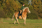 woman rides haflinger horse