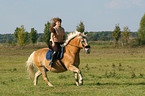 woman rides haflinger horse