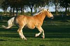 galloping haflinger horse