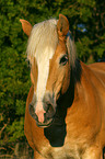 haflinger horse portrait