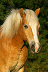 haflinger horse portrait