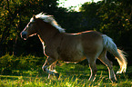 trotting haflinger horse