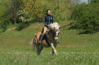 woman rides haflinger horse