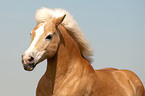 Haflinger horse portrait