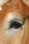 Haflinger horse eye