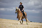 trotting Haflinger