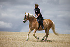 running Haflinger