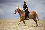 running Haflinger