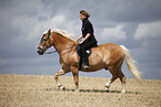 trotting Haflinger