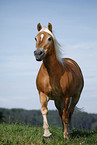 trotting Haflinger