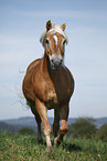 trotting Haflinger