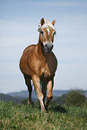 trotting Haflinger