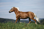 trotting Haflinger