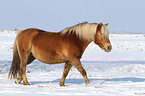 walking haflinger horse