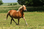 trotting Haflinger horse