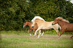 galloping horses