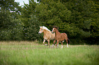 galloping horses