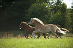 galloping horses