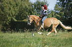 woman rides Haflinger horse