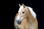 Haflinger horse portrait