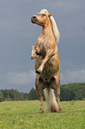 rising Haflinger horse