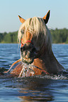 bathing Haflinger horse