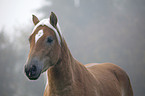 Haflinger horse portrait