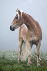 Haflinger horse