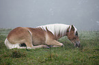 lying Haflinger horse