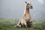 Haflinger horse get up