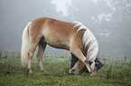 Haflinger horse shows trick