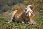 lying Haflinger horse