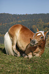 Haflinger horse lay down