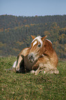 lying Haflinger horse