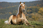 lying Haflinger horse