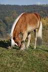 Haflinger horse shows trick