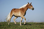 trotting Haflinger horse