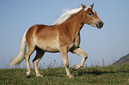 trotting Haflinger horse